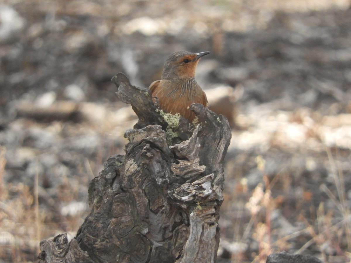 Rufous Treecreeper - ML626416918