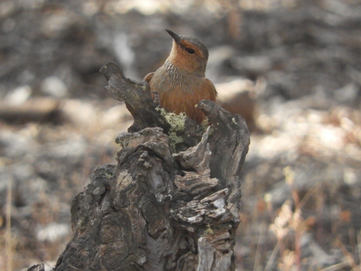 Rufous Treecreeper - ML626416919