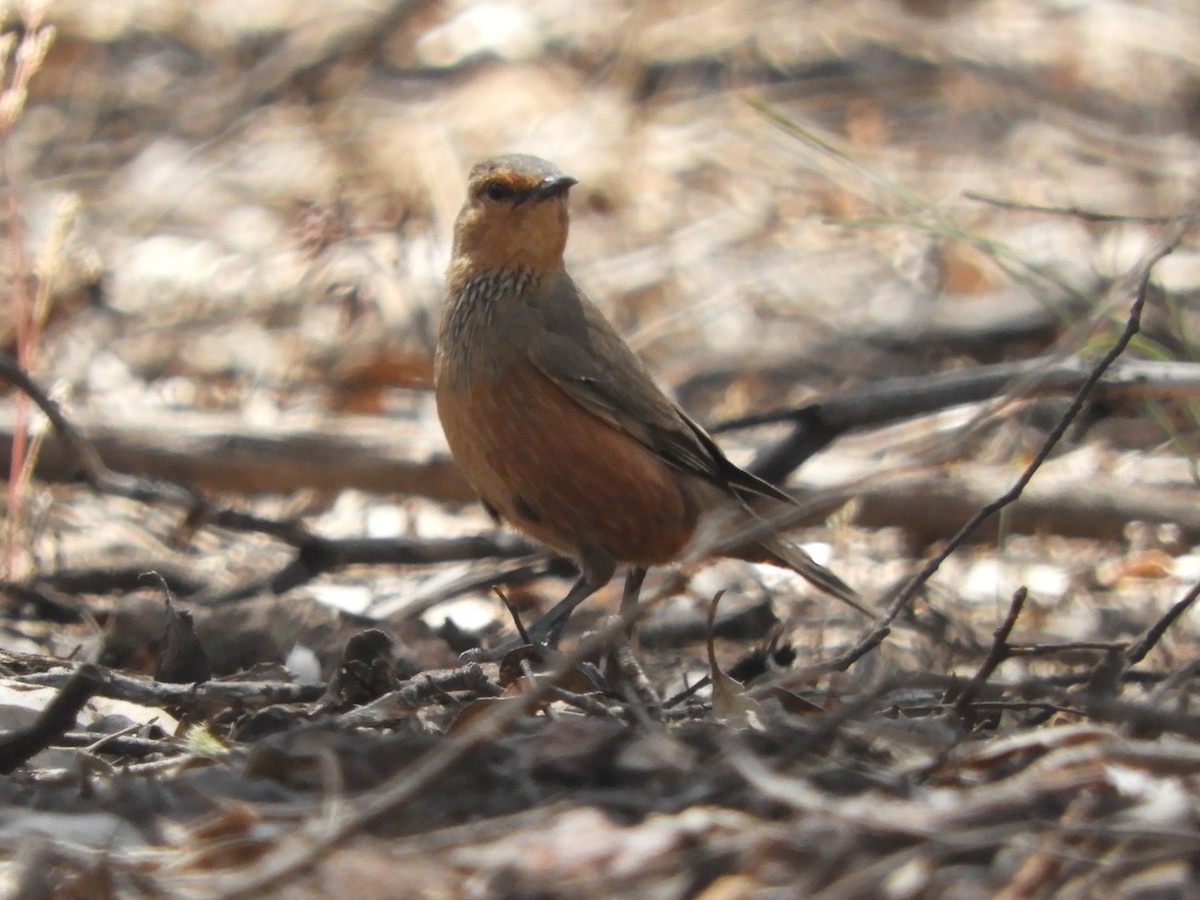 Rufous Treecreeper - ML626416920