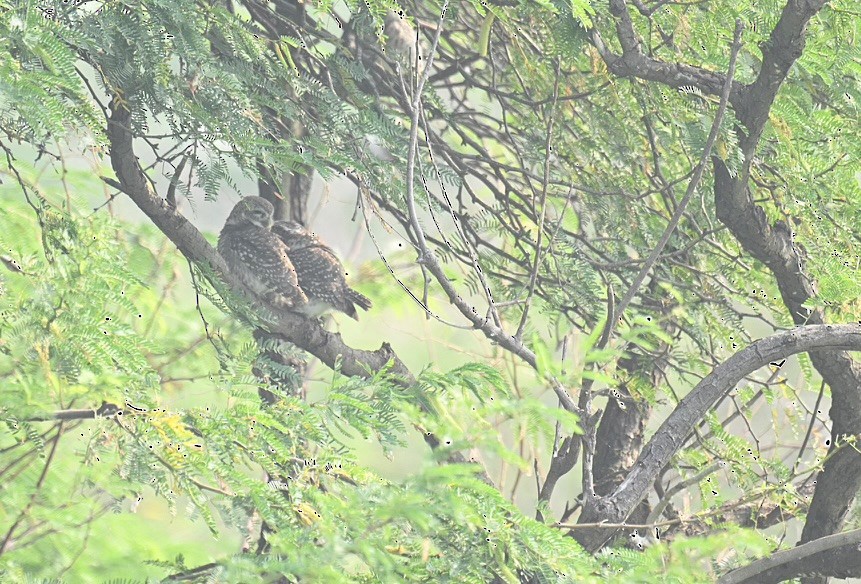 Spotted Owlet - ML626417008