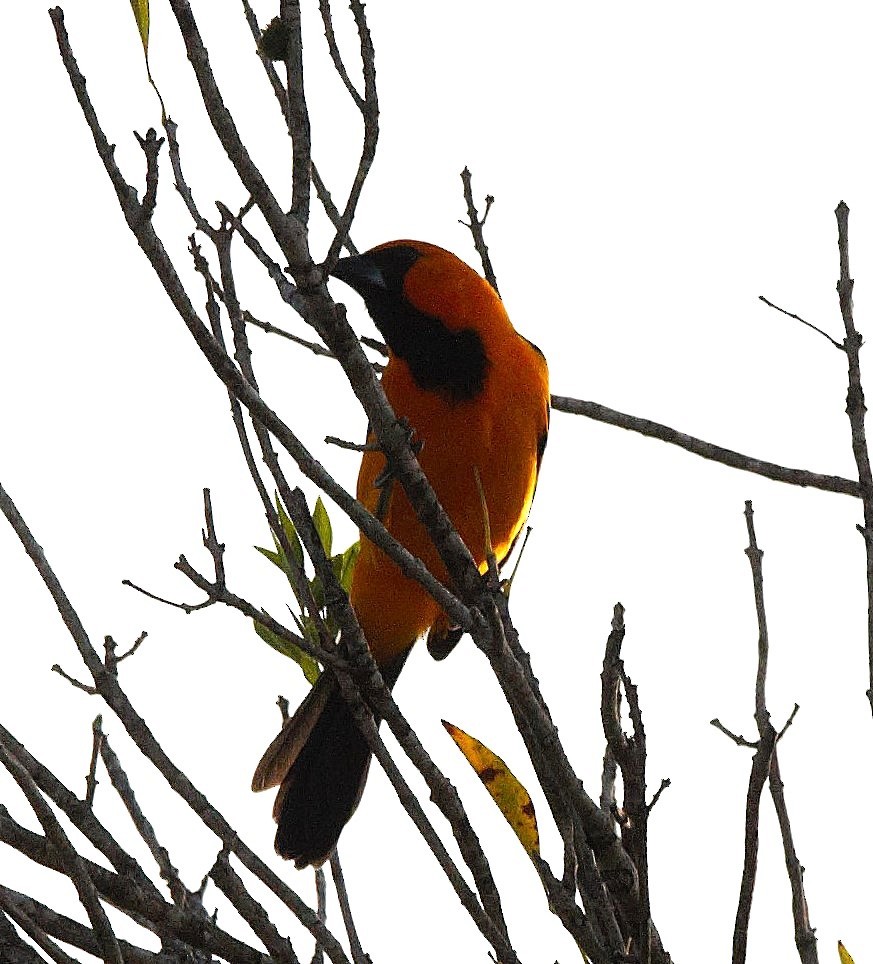 Altamira Oriole - ML626417245