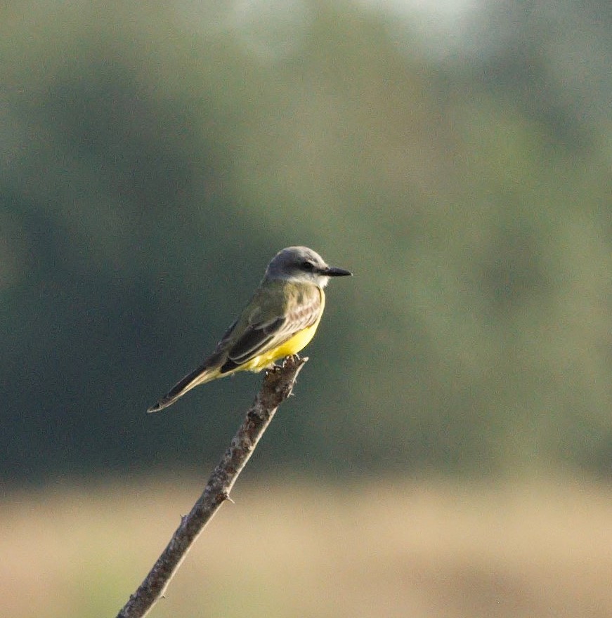 Tropical Kingbird - ML626417263