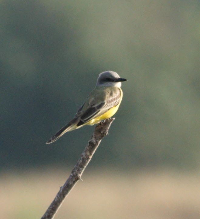 Tropical Kingbird - ML626417271