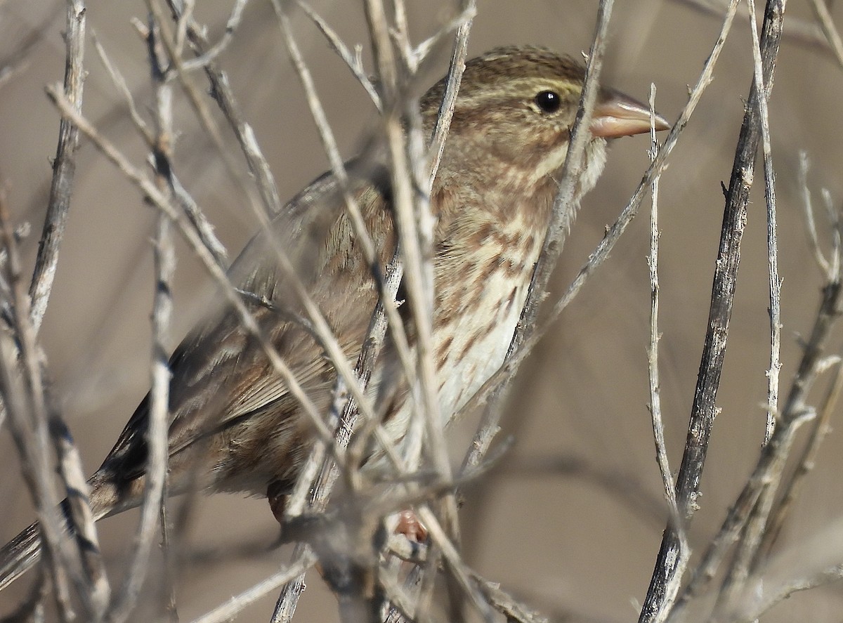 strnadec luční (ssp. rostratus/atratus) - ML626417272