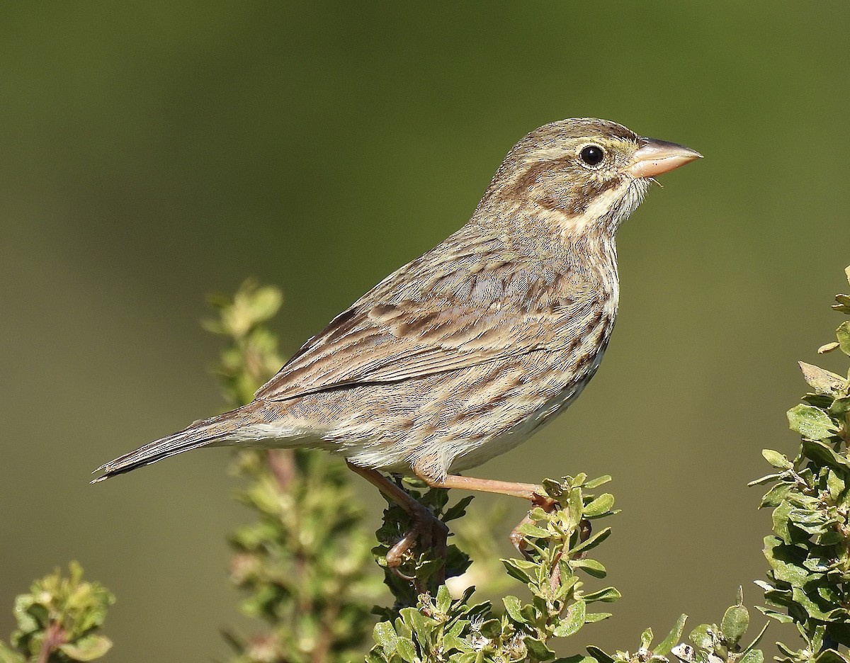 strnadec luční (ssp. rostratus/atratus) - ML626417273