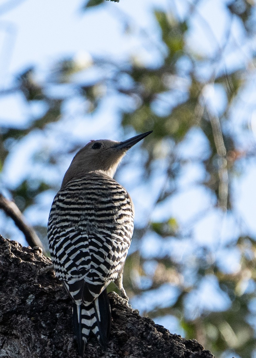 Gila Woodpecker - ML626417287