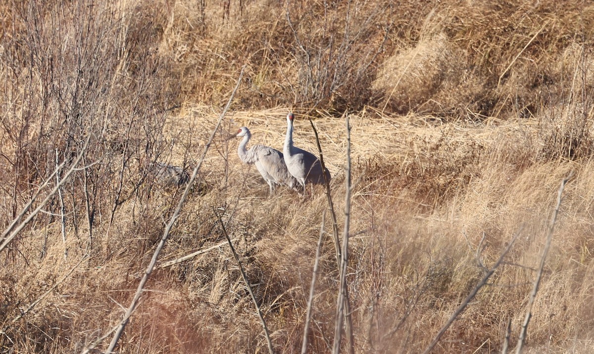 Sandhill Crane - ML626417382