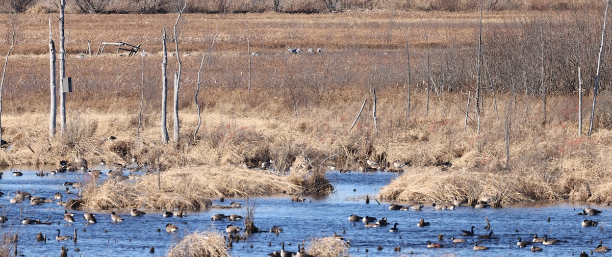 Sandhill Crane - ML626417392