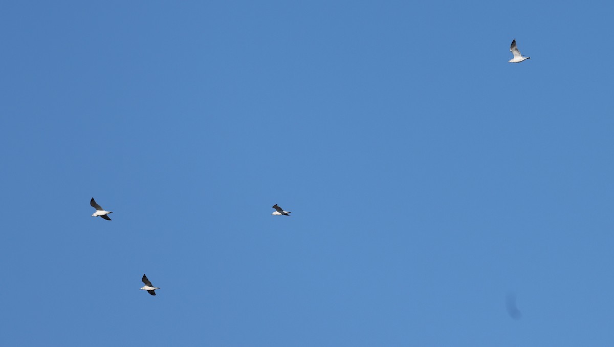 Ring-billed Gull - ML626417407