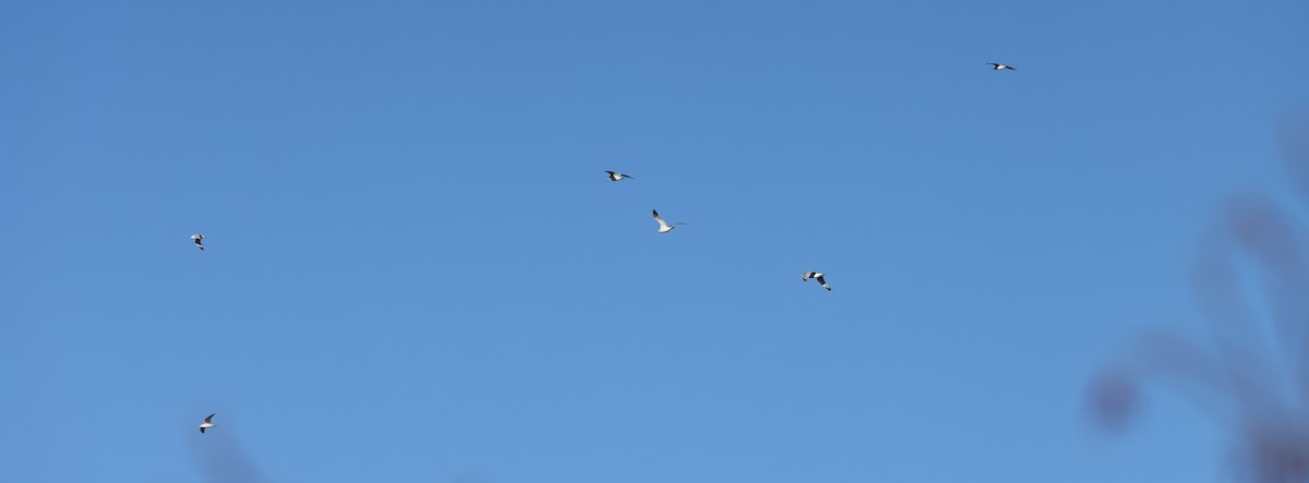 Ring-billed Gull - ML626417415