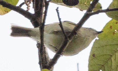 Hume's Bush Warbler - ML626417456