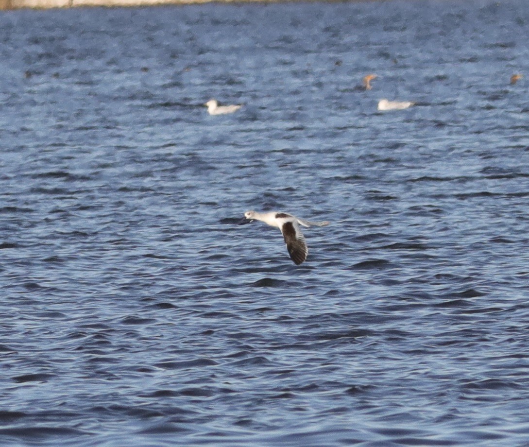 American Avocet - ML626417490