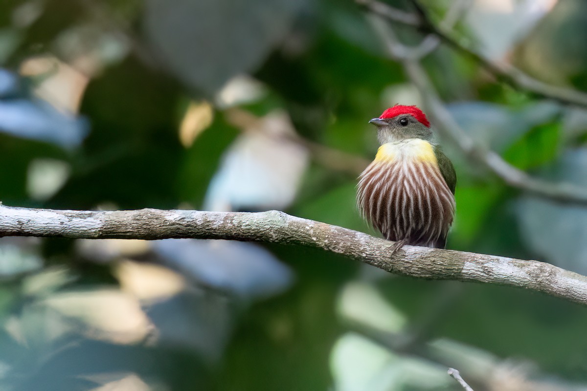 Painted Manakin - ML626417648