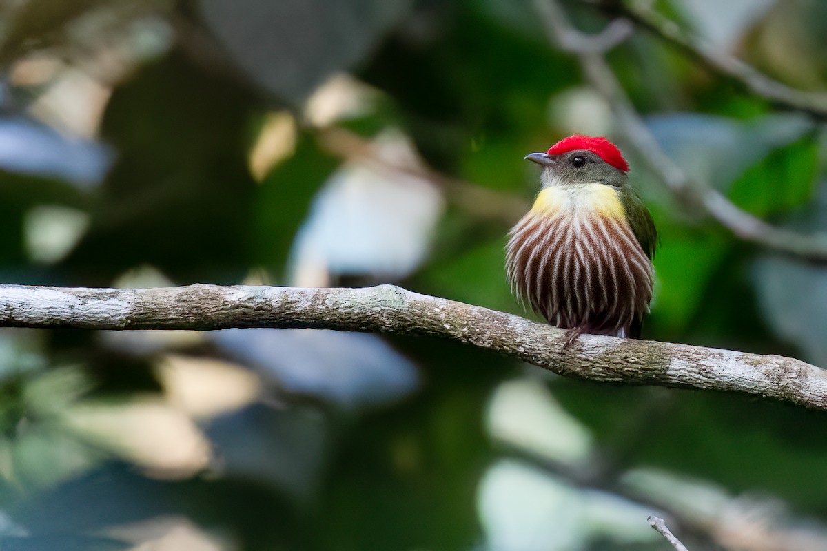 Painted Manakin - ML626417649