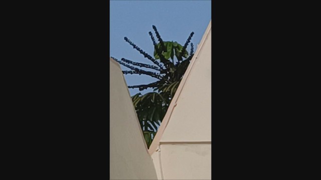 Büyük Barbet - ML626417704
