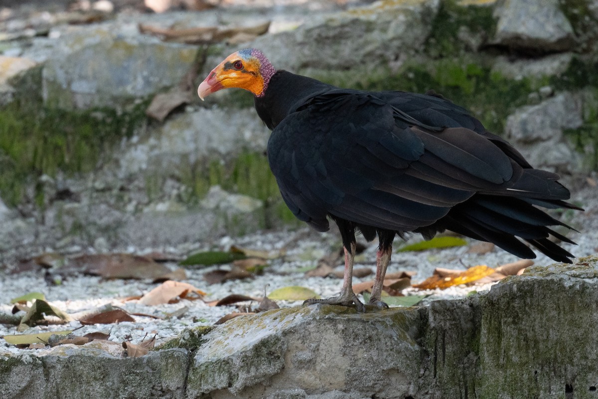 Lesser Yellow-headed Vulture - ML626417723