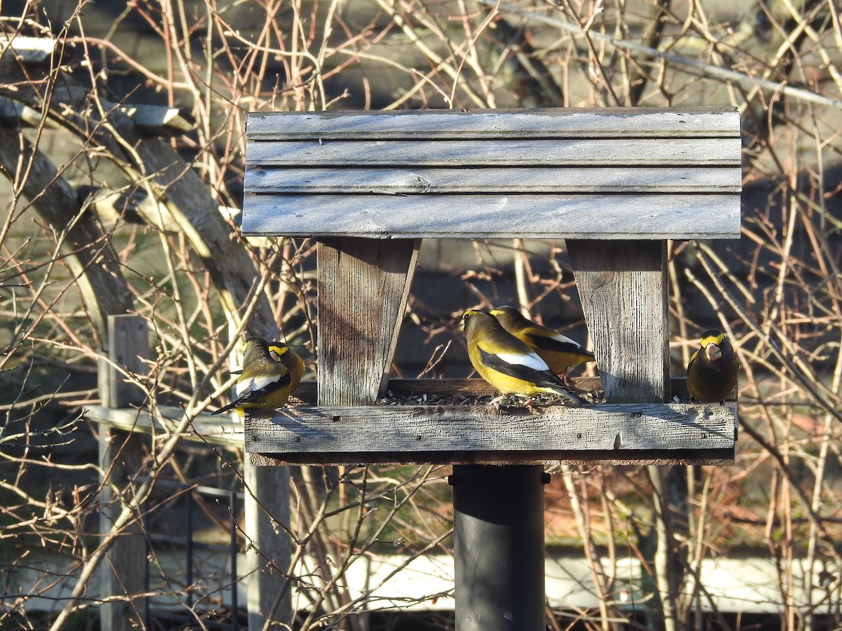 Evening Grosbeak - ML626417732