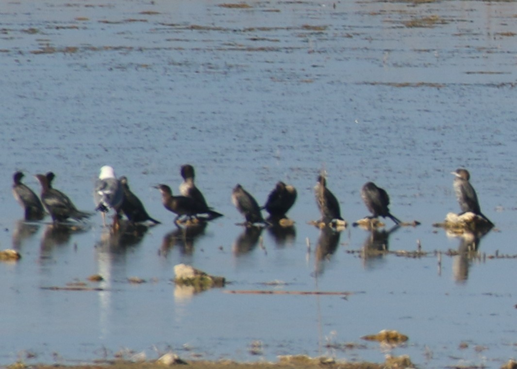 Pygmy Cormorant - ML626417809