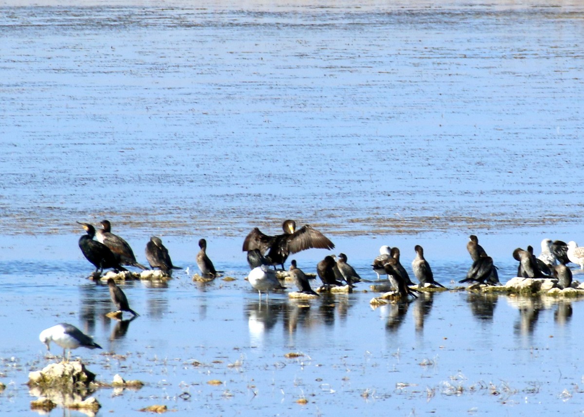 Pygmy Cormorant - ML626417810