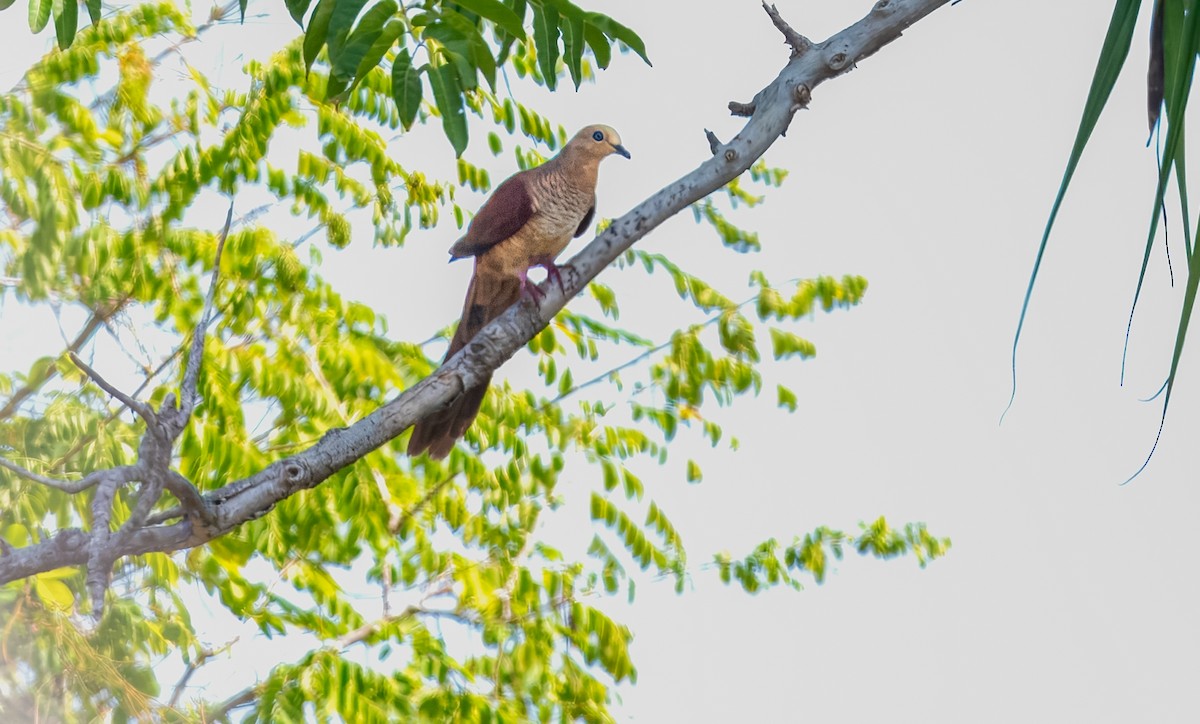 Sultan's Cuckoo-Dove - ML626417877