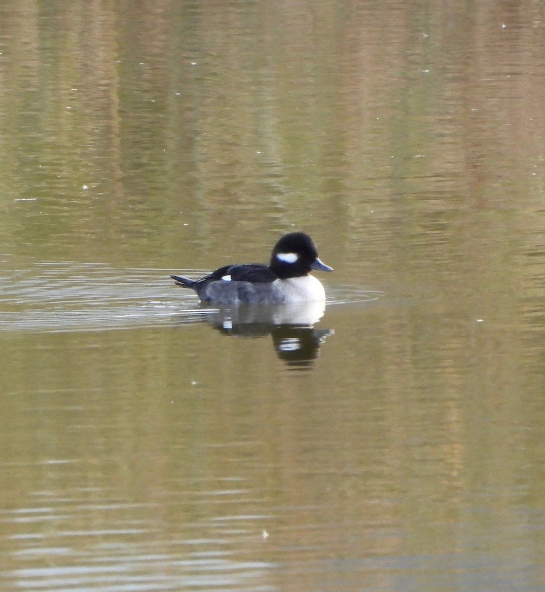 Bufflehead - ML626417978