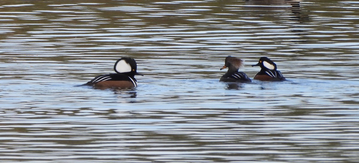 Hooded Merganser - ML626417984
