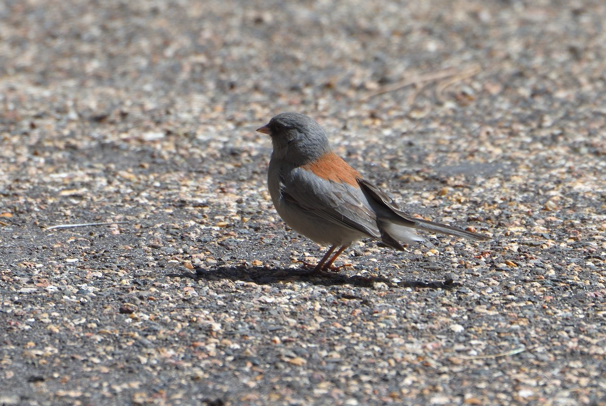 Winterammer (dorsalis) - ML626418086