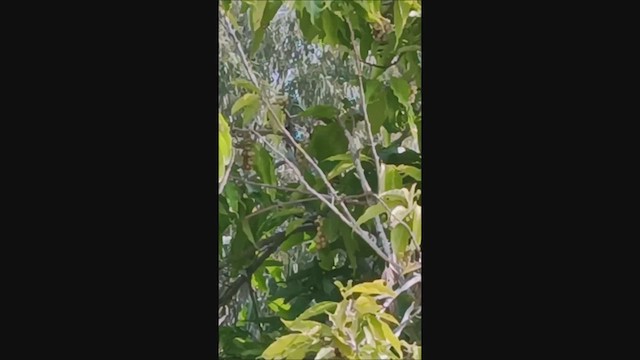Fulvous-breasted Woodpecker - ML626418223
