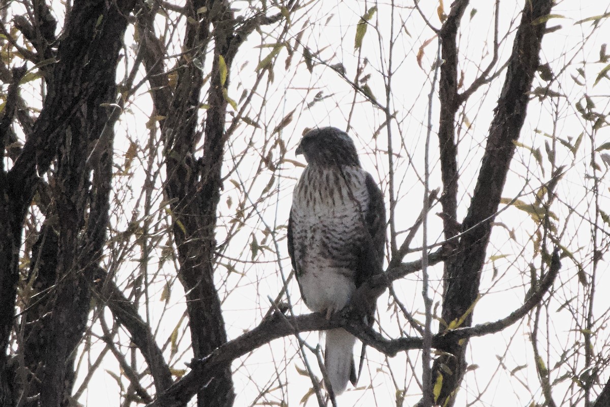 Buse rouilleuse - ML626418248