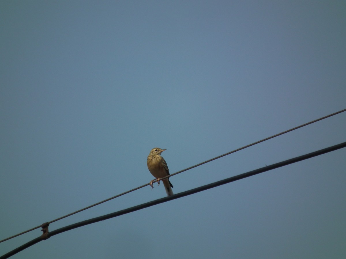 Paddyfield Pipit - ML626418349
