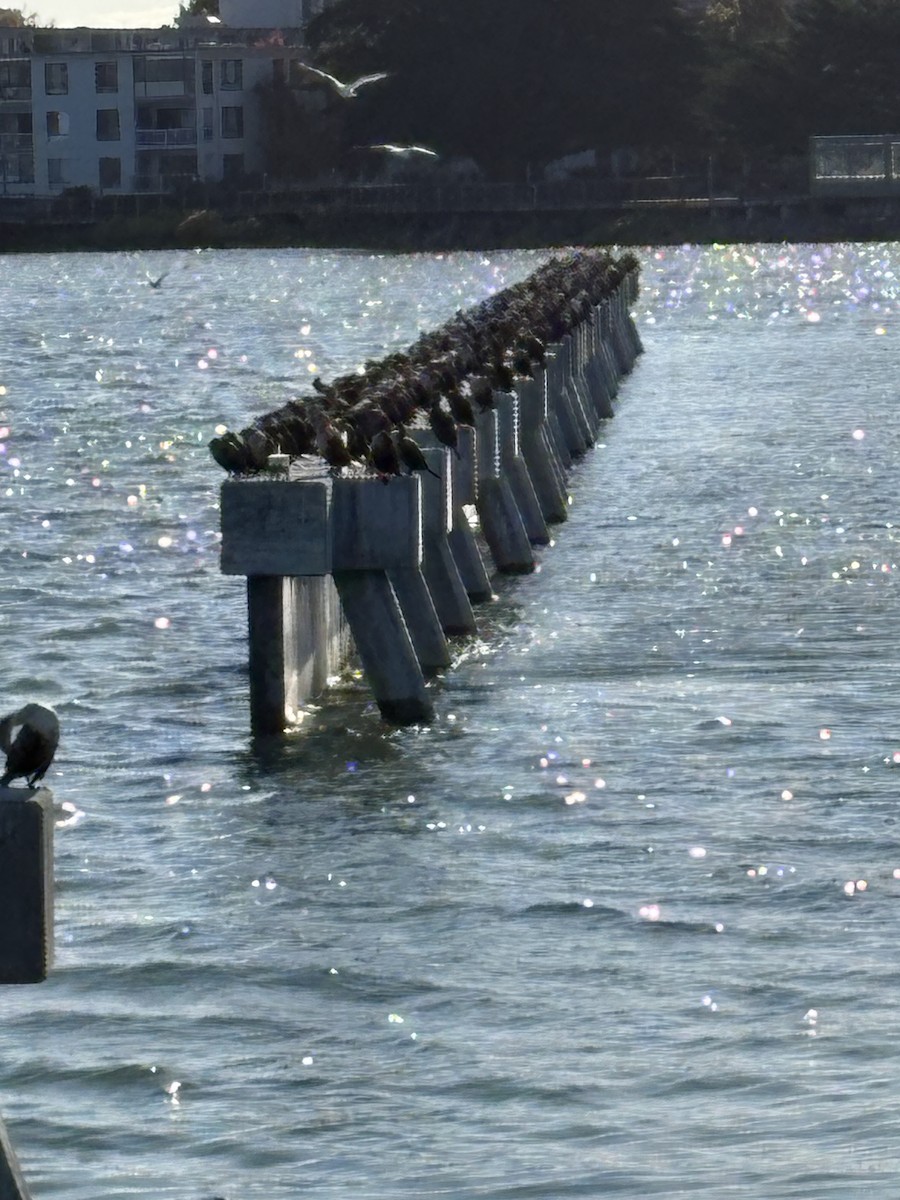 Double-crested Cormorant - ML626418518