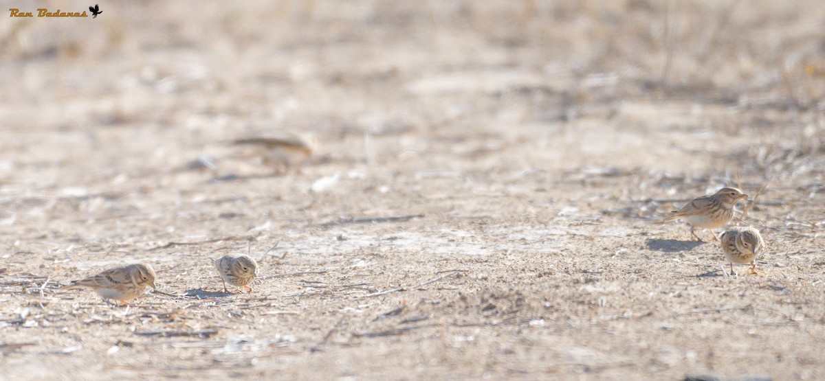Turkestan Short-toed Lark - ML626419201