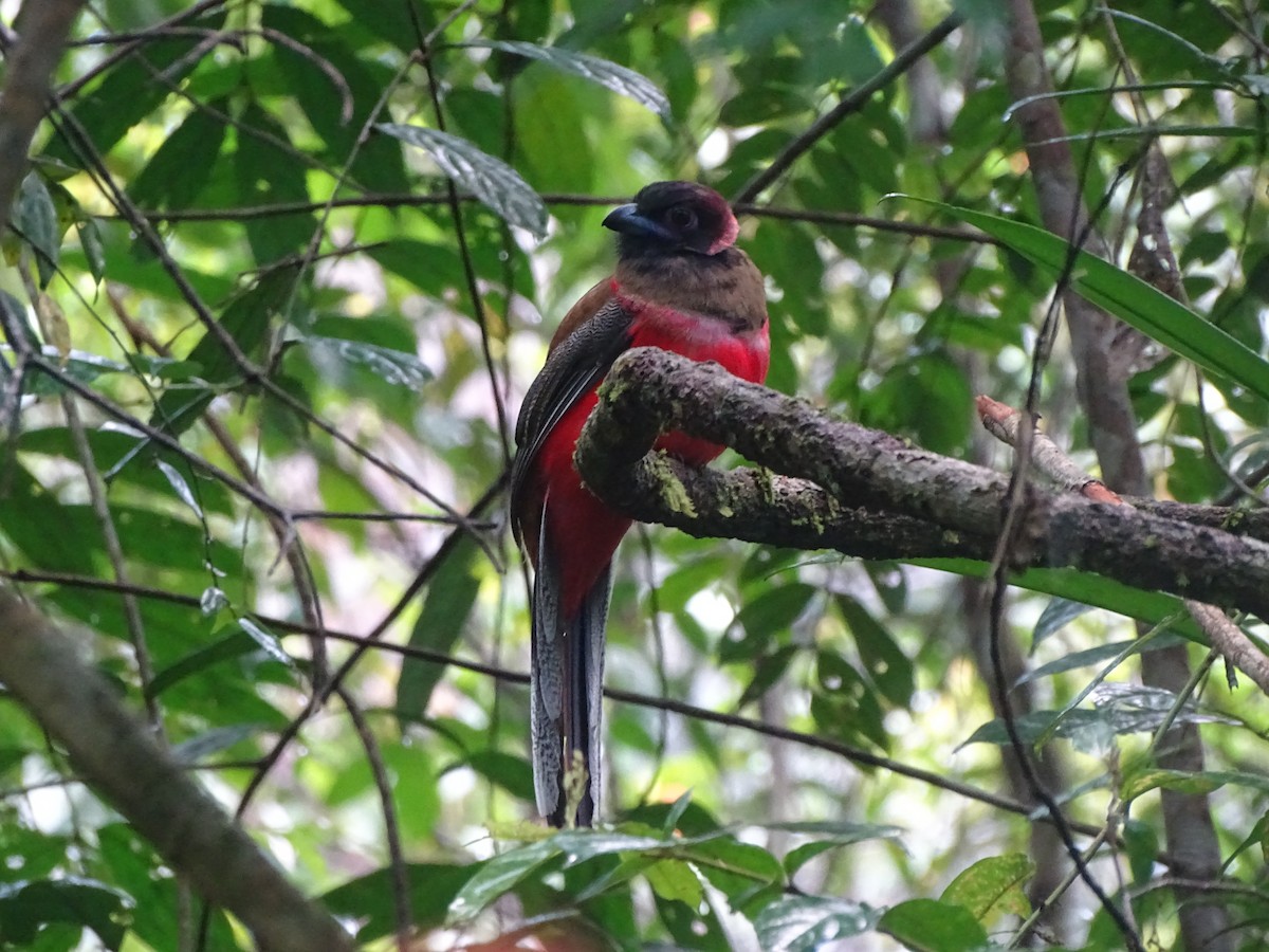 Diard's Trogon - ML626419424