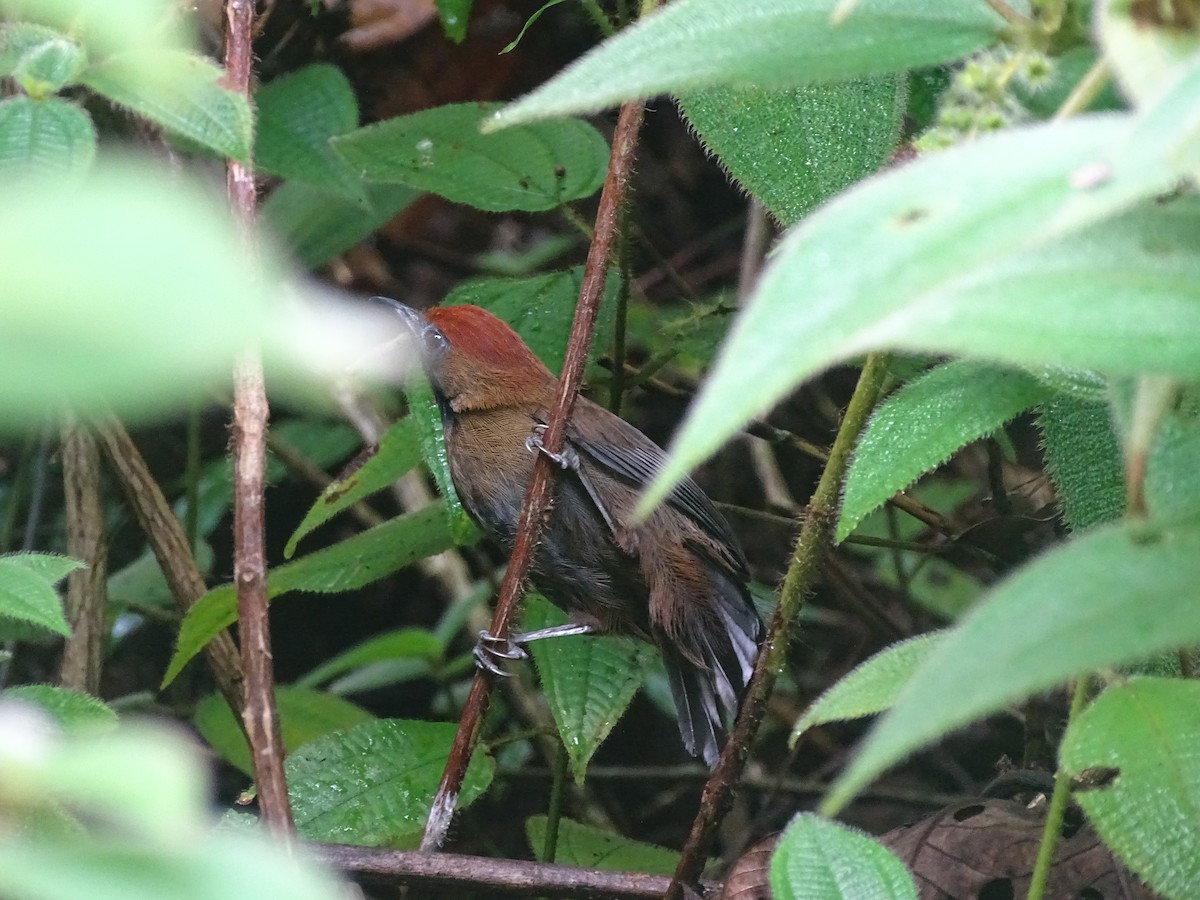 Fluffy-backed Tit-Babbler - ML626419427