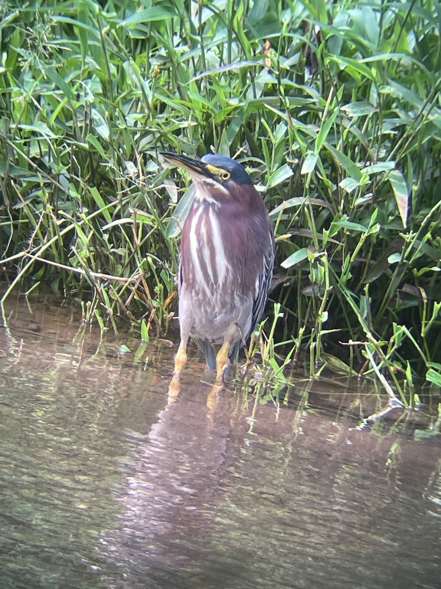 אנפית ירוקה - ML626419437