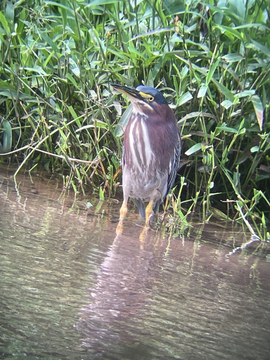 אנפית ירוקה - ML626419438