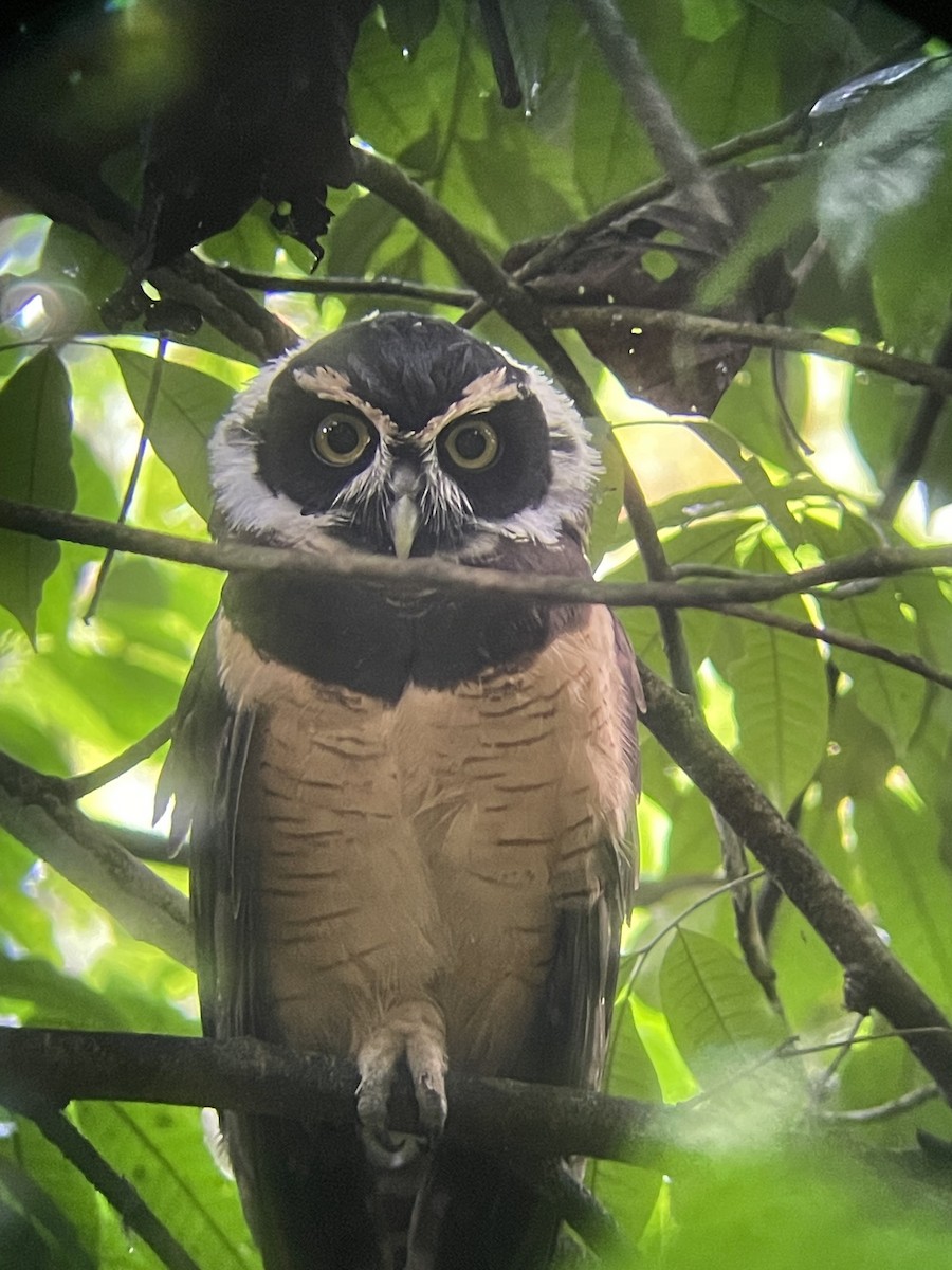 Spectacled Owl - ML626419447
