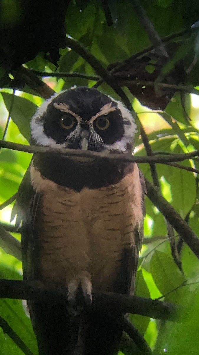 Spectacled Owl - ML626419448