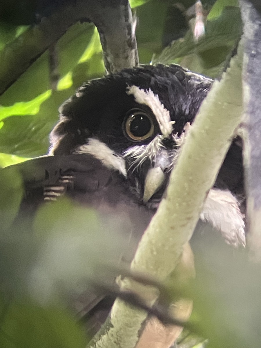 Spectacled Owl - ML626419449