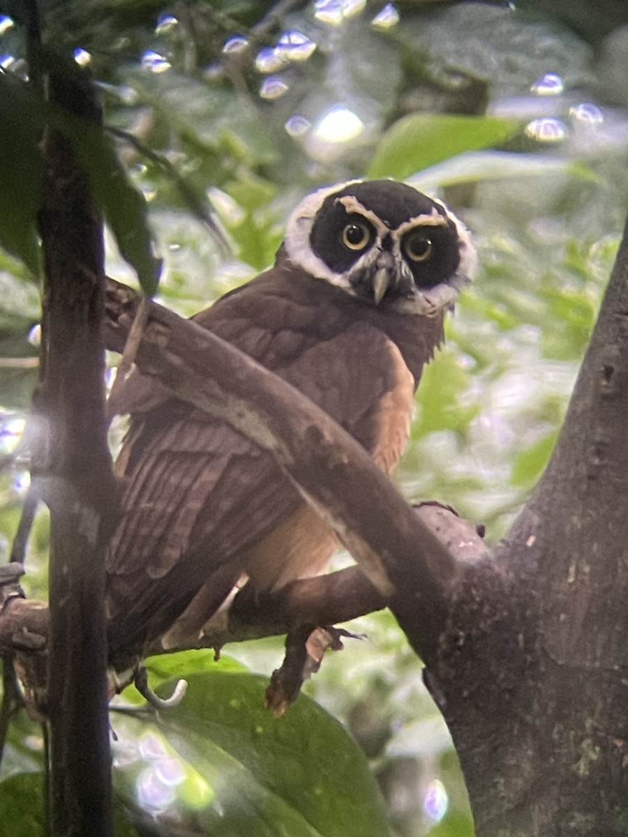 Spectacled Owl - ML626419450