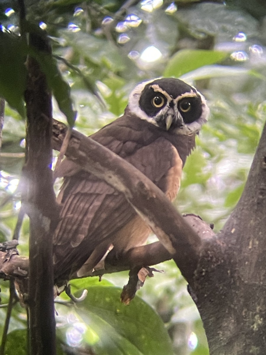 Spectacled Owl - ML626419451