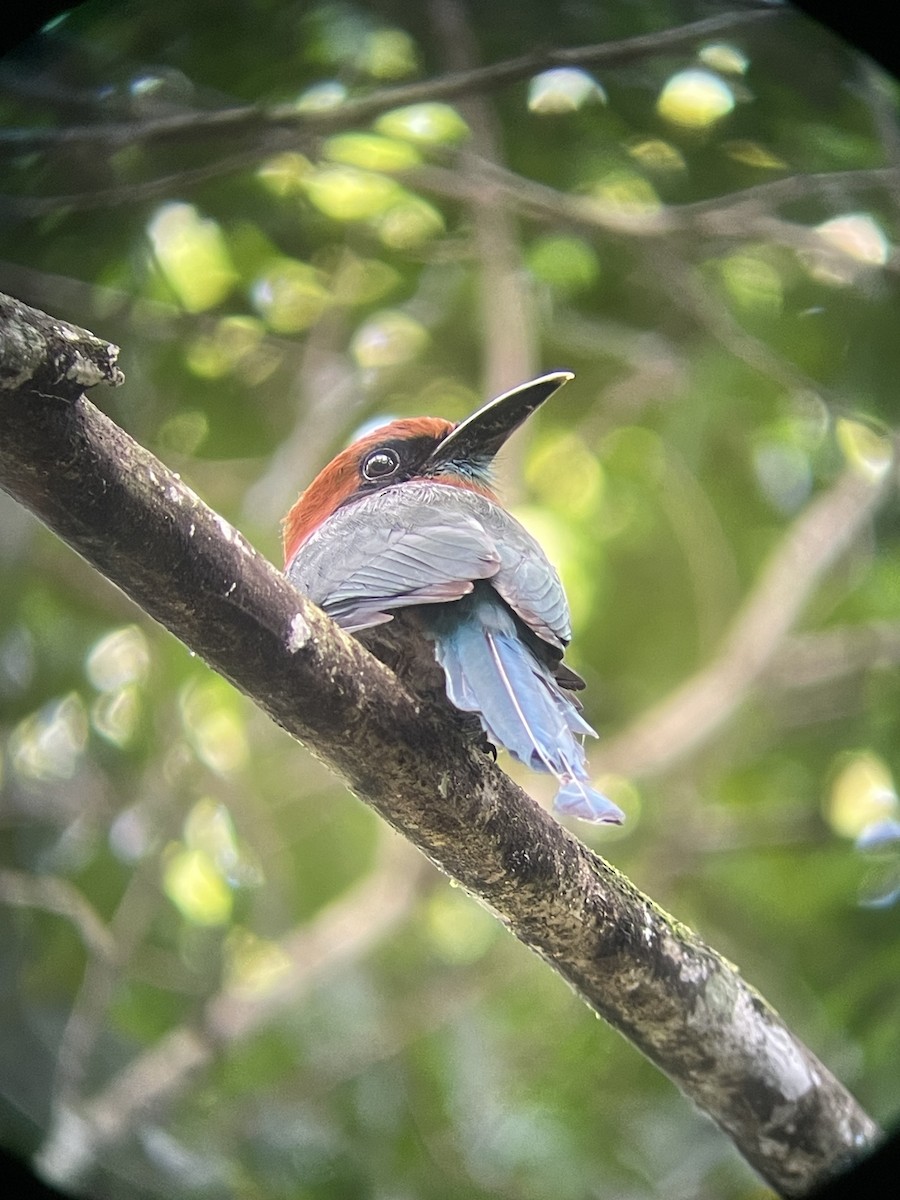 Broad-billed Motmot - ML626419454