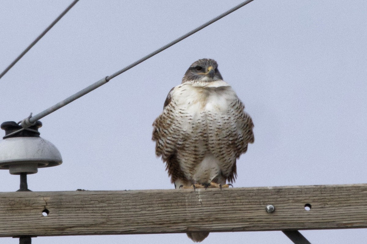 Königsbussard - ML626419455