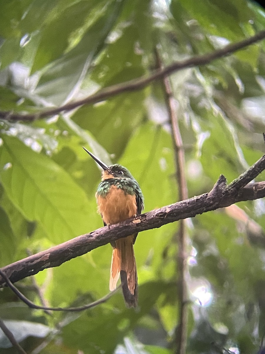 Rufous-tailed Jacamar - ML626419459