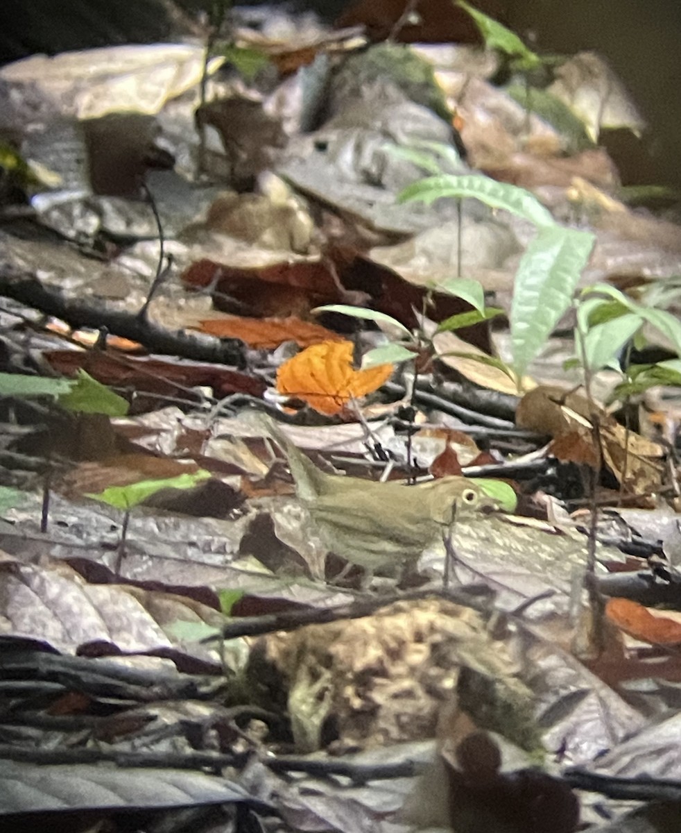 נחלית זהובת-כיפה - ML626419470