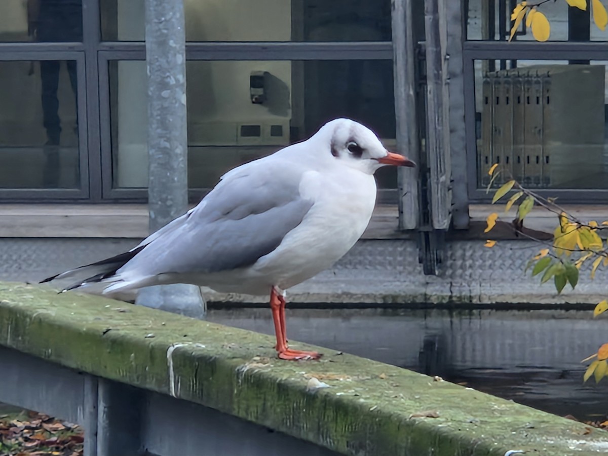 Black-headed Gull - ML626419559