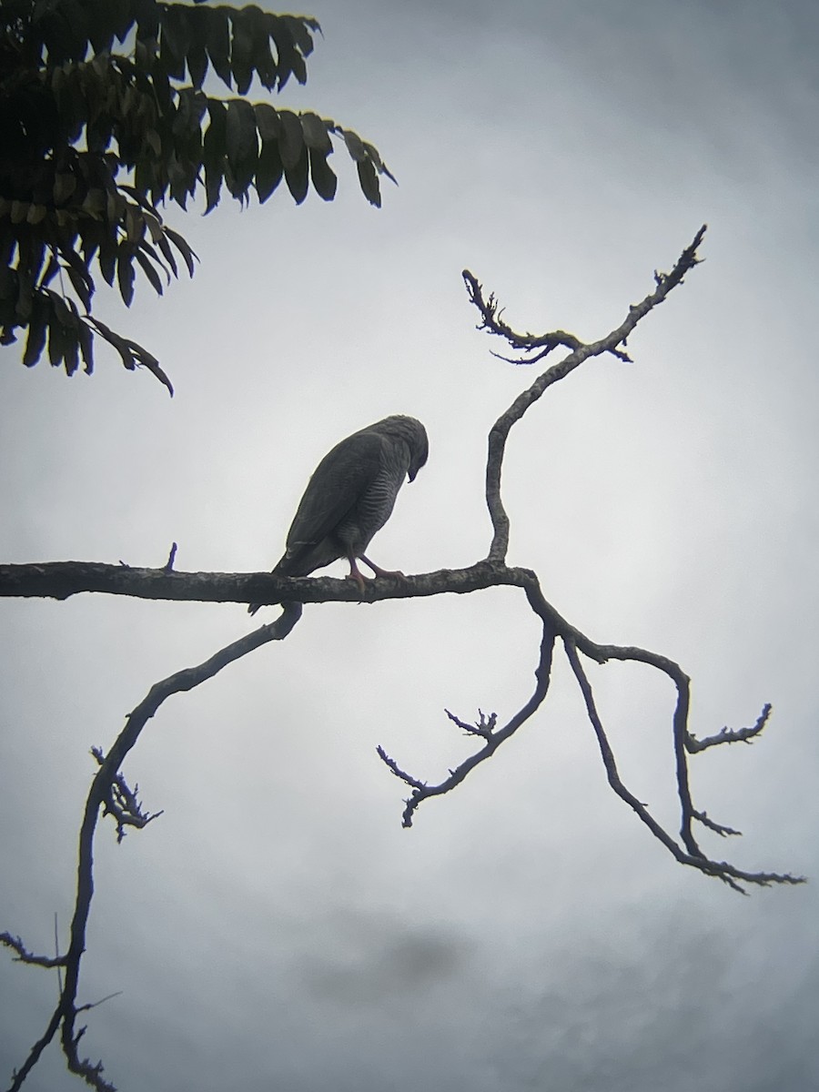 Gray Hawk - ML626419573