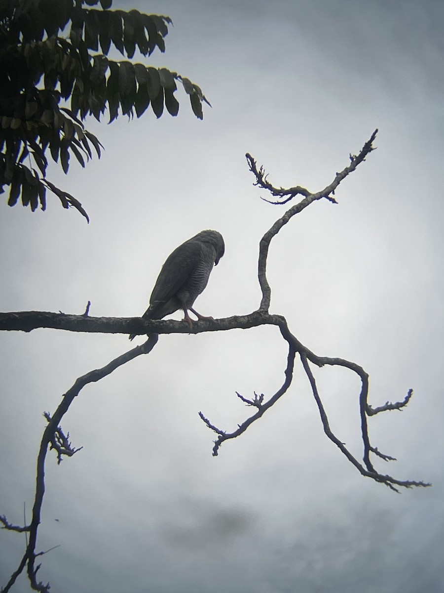 Gray Hawk - ML626419574