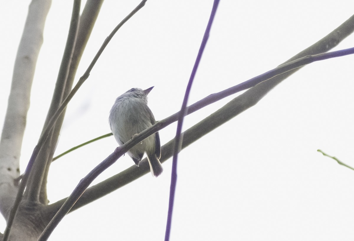 White-bellied Pygmy-Tyrant - ML626419695