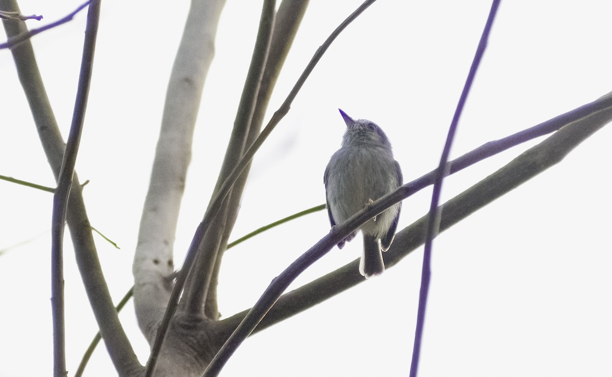 White-bellied Pygmy-Tyrant - ML626419696